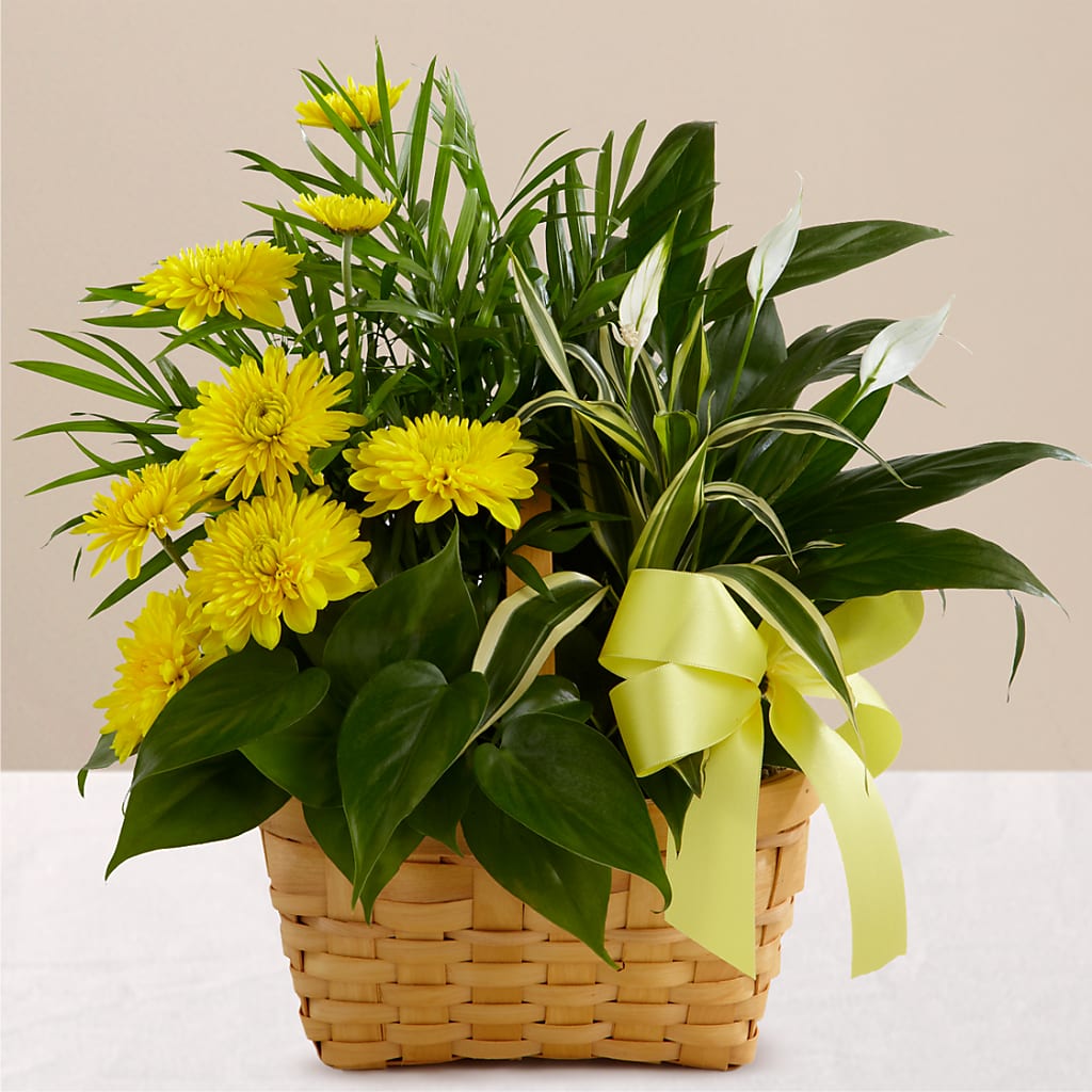 Loving Light Dishgarden – City Line Florist, New Hyde Park NY