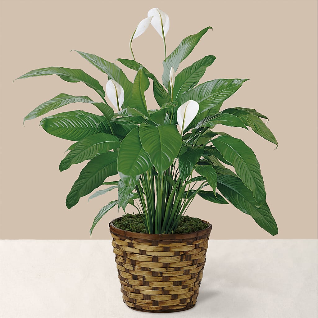 Tranquil Moments Peace Lily Plant – City Line Florist, New Hyde Park NY