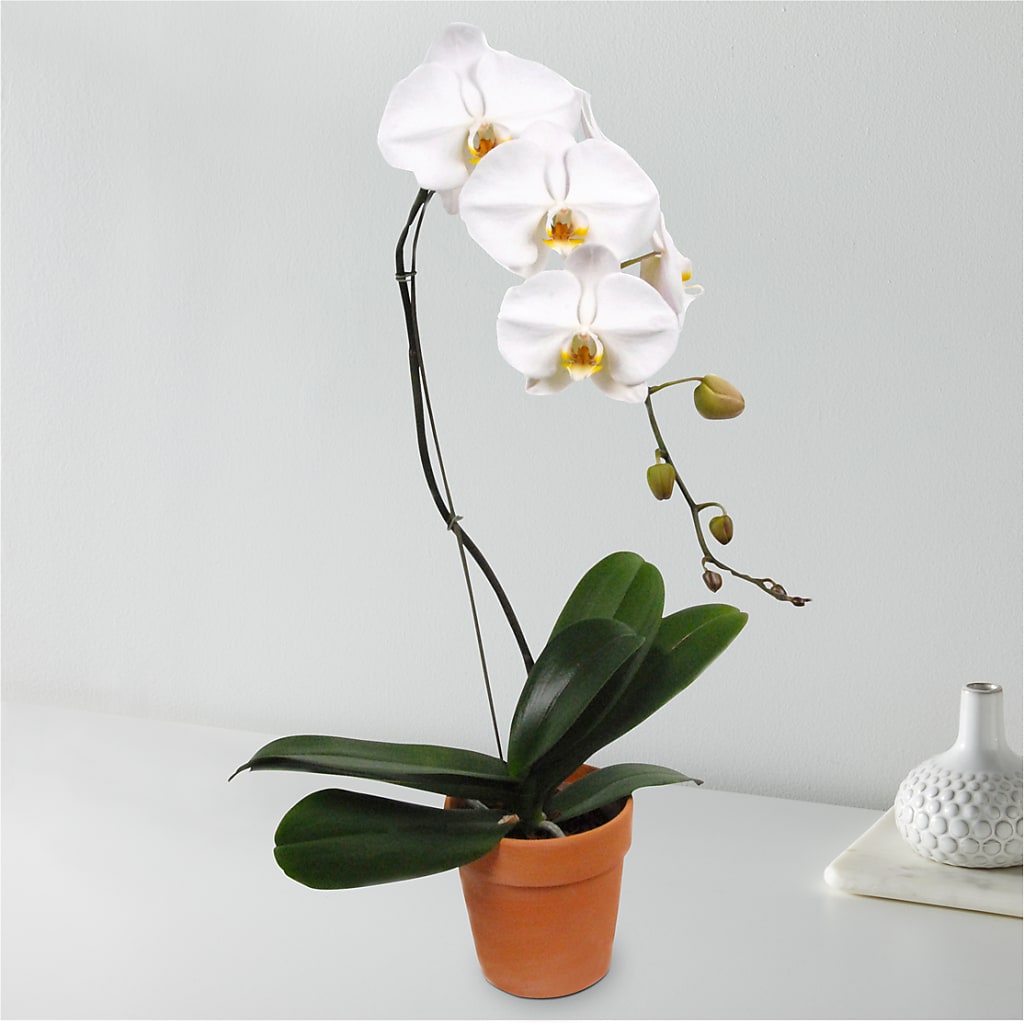 White Cascading Orchid – City Line Florist, New Hyde Park NY