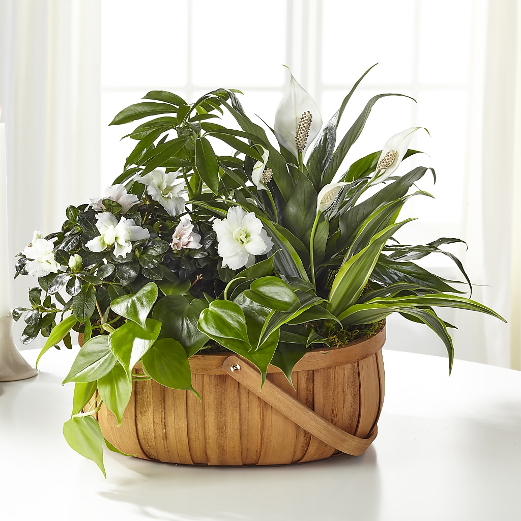 Serene Dishgarden – City Line Florist, New Hyde Park NY