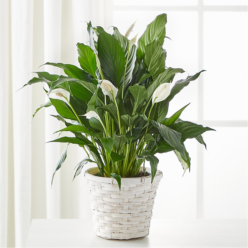 A New Leaf Peace Lily – City Line Florist, New Hyde Park NY