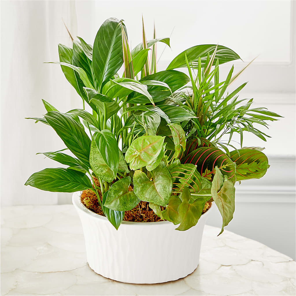 Balance & Harmony Dishgarden – City Line Florist, New Hyde Park NY