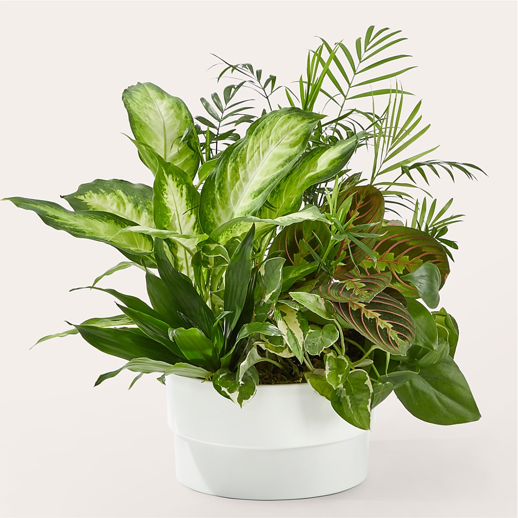 Radiating Positivity Dishgarden – City Line Florist, New Hyde Park NY