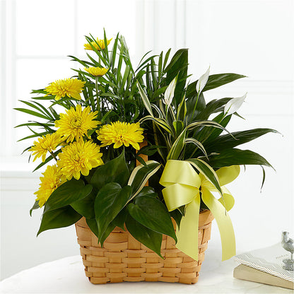 Loving Light Dishgarden –  City Line Florist, New Hyde Park NY
