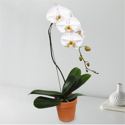 White Cascading Orchid –  City Line Florist, New Hyde Park NY