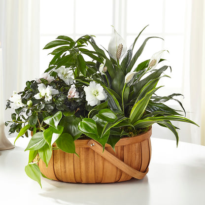 Serene Dishgarden –  City Line Florist, New Hyde Park NY