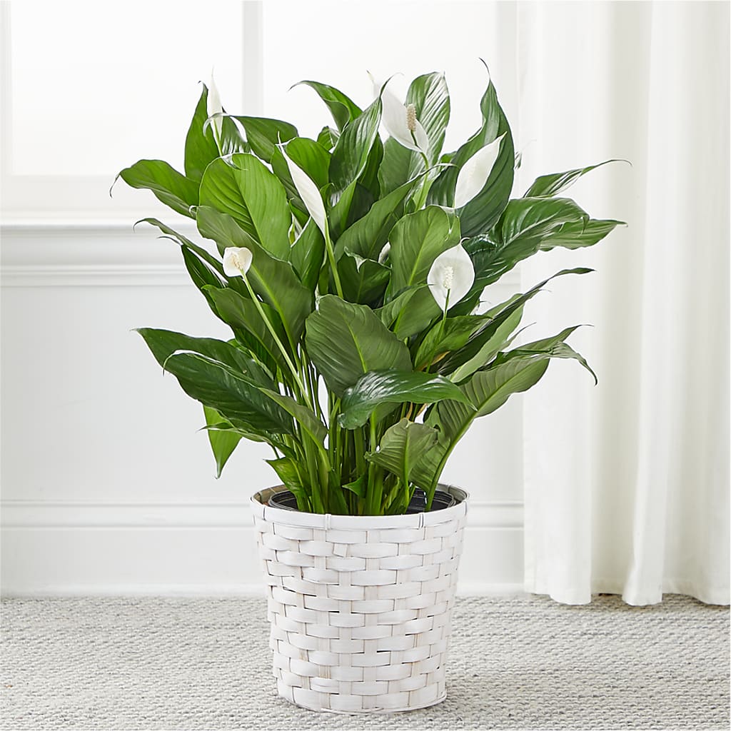 A New Leaf Peace Lily –  City Line Florist, New Hyde Park NY