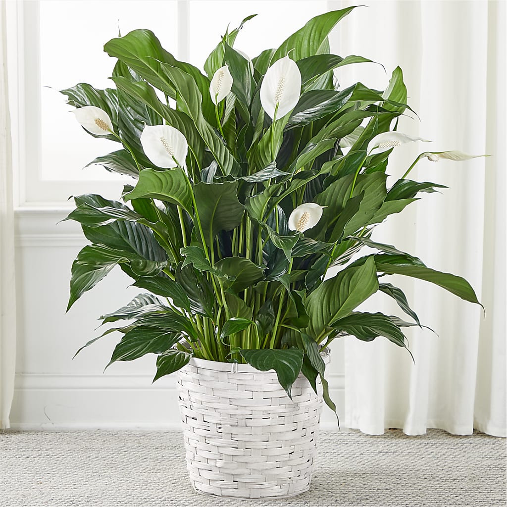 peace lily white stripe A New Leaf Peace Lily – white flower arrangement | New Hyde Park, NY