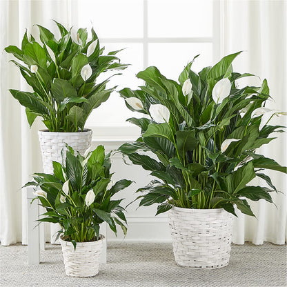 A New Leaf Peace Lily –  City Line Florist, New Hyde Park NY