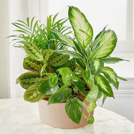 Balance & Harmony Dishgarden –  City Line Florist, New Hyde Park NY